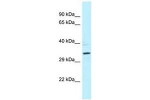 Image no. 1 for anti-Protein Phosphatase 2A Activator, Regulatory Subunit 4 (PPP2R4) (AA 39-88) antibody (ABIN6747835)