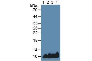 Rabbit Detection antibody from the kit in WB with Positive Control:  Sample Lane1: Human Serum; Lane2: Human Placenta Lysate; Lane3: Mouse Liver Tissue; Lane4: Mouse Heart Tissue. (APOC1 ELISA Kit)