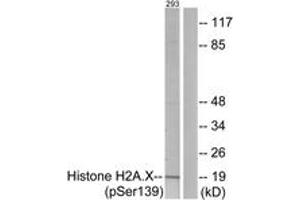 Western blot analysis of extracts from 293 cells treated with heat shock, using Histone H2A. (H2AFX antibody  (pSer139))