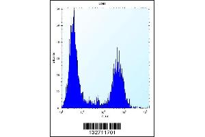 Flow cytometric analysis of U251 cells (right histogram) compared to a negative control cell (left histogram). (Tropomyosin 4 antibody  (N-Term))