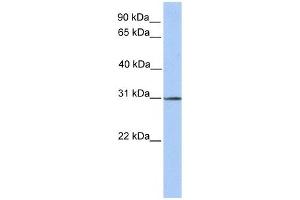 SURF4 antibody used at 1 ug/ml to detect target protein.