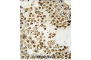 Formalin-fixed and paraffin-embedded human testis tissue reacted with ACE2 (SARS Receptor) Antibody (N-term) (ABIN390045 and ABIN2840582) , which was peroxidase-conjugated to the secondary antibody, followed by DAB staining. (ACE2 antibody  (N-Term))