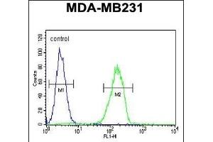 CTSS Antibody (Center) (ABIN391571 and ABIN2841508) flow cytometric analysis of MDA-M cells (right histogram) compared to a negative control cell (left histogram). (Cathepsin S antibody  (AA 210-240))