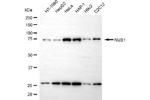 anti-Negative Regulator of Ubiquitin-Like Proteins 1 (NUB1) antibody