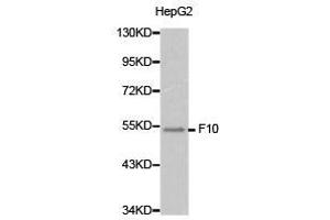 Western Blotting (WB) image for anti-Coagulation Factor X (F10) antibody (ABIN1872623)