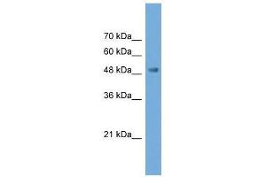 Western Blot showing NPTX2 antibody used at a concentration of 1-2 ug/ml to detect its target protein.