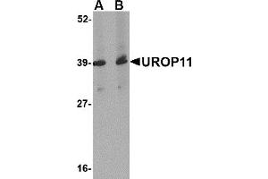 Western Blotting (WB) image for anti-Amyloid beta (A4) Precursor Protein-Binding, Family A, Member 1 (APBA1) (Middle Region) antibody (ABIN1031157) (APBA1 antibody  (Middle Region))