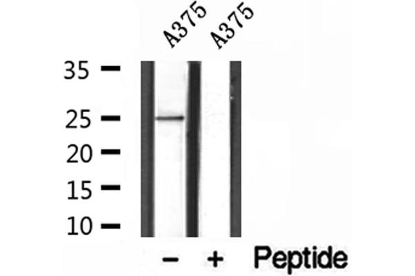 GFER antibody  (C-Term)