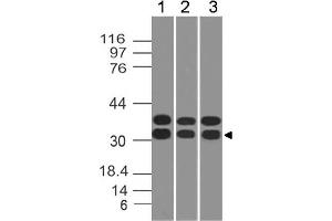 Image no. 1 for anti-Caspase 3 (CASP3) antibody (ABIN5027754) (Caspase 3 antibody)