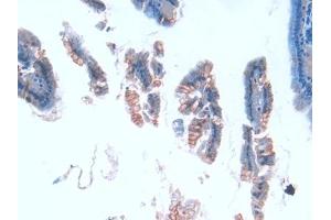 DAB staining on IHC-P; Samples: Mouse Intestine Tissue (TUBE1 antibody  (AA 236-473))