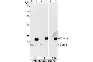 Western Blotting (WB) image for anti-COP9 Signalosome Complex Subunit 7b (COPS7B) (C-Term) antibody (ABIN7449165) (COPS7B antibody  (C-Term))