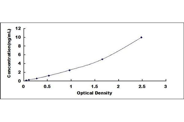 CCR2 ELISA Kit