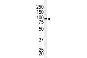 Western blot analysis of BAP1 antibody and mouse testis lysate (BAP1 antibody  (AA 36-66))