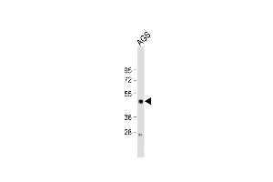Anti-LIPF Antibody (Center) at 1:2000 dilution + AGS whole cell lysate Lysates/proteins at 20 μg per lane. (LIPF antibody  (AA 243-276))