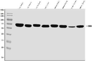 Western blot analysis of EHD3 using anti-EHD3 antibody (ABIN7602777). (EHD3 antibody  (C-Term))