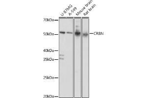 Western blot analysis of extracts of various cell lines, using CRBN antibody (ABIN6130985, ABIN6139005, ABIN6139006 and ABIN6220743) at 1:1000 dilution. (CRBN antibody  (AA 1-280))