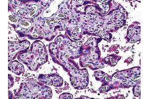 Anti-ENOS antibody IHC of human placenta. (ENOS antibody  (AA 1181-1194))