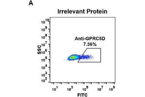 Expi 293 cell line transfected with irrelevant protein (A) were surface stained with Rabbit anti-GPRC5D monoclonal antibody 15μg/ml (ABIN6964057) followed by Alexa 488-conjugated anti-rabbit IgG secondary antibody. (Recombinant GPRC5D antibody  (AA 1-27))