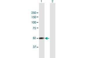 Western Blot analysis of BRUNOL4 expression in transfected 293T cell line by BRUNOL4 MaxPab polyclonal antibody.
