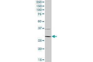ARD1A MaxPab polyclonal antibody. (NAA10 antibody  (AA 1-235))
