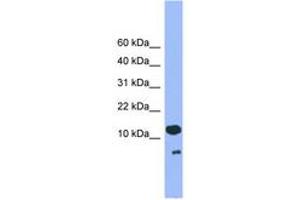 Image no. 1 for anti-Cell Division Cycle 26 Homolog (CDC26) (C-Term) antibody (ABIN6745280) (CDC26 antibody  (C-Term))