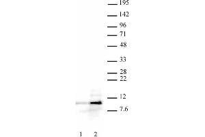 Histone H4ac (pan-acetyl) antibody (pAb) tested by Western blot. (Histone H4 antibody  (N-Term))