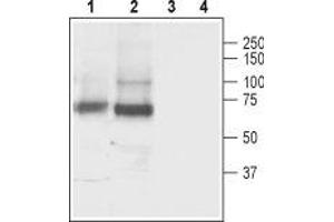 Western blot analysis of rat (lanes 1 and 3) and mouse (lanes 2 and 4) brain lysate: - 1,2. (SLC6A11 antibody  (Intracellular))