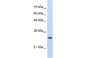 WB Suggested Anti-PSMA1 Antibody Titration:  0. (PSMA1 antibody  (C-Term))