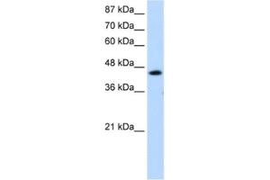 Western Blotting (WB) image for anti-General Transcription Factor IIH, Polypeptide 4, 52kDa (GTF2H4) antibody (ABIN2461634) (GTF2H4 antibody)