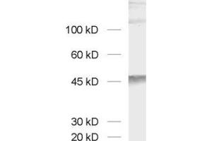 Western Blotting (WB) image for anti-Cell Adhesion Molecule 3 (CADM3) (AA 171-185) antibody (ABIN1742493)