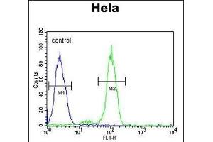 PTPLB Antibody (C-term) (ABIN651166 and ABIN2840107) flow cytometric analysis of Hela cells (right histogram) compared to a negative control cell (left histogram).