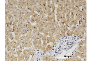 Immunoperoxidase of monoclonal antibody to CYB5A on formalin-fixed paraffin-embedded human liver.