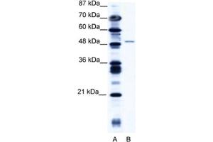 Western Blotting (WB) image for anti-Zinc Finger Protein 627 (ZNF627) antibody (ABIN2461058) (ZNF627 antibody)