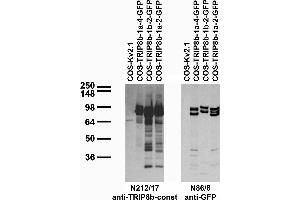 Transfected cell immunoblot: extracts of COS cells transiently transfected with GFP-tagged TRIP8b-1a-4, TRIP8b- 1b-2, TRIP8b-1a-2 and untagged Kv2. (Peroxisomal Biogenesis Factor 5-Like (PEX5L) (AA 1-192), (Constant Region) antibody)