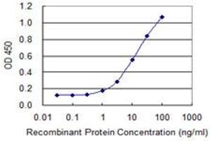 Detection limit for recombinant GST tagged ACOT7 is 0. (ACOT7 antibody  (AA 1-338))