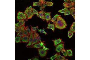 Immunofluorescence (IF) image for anti-Retinol Binding Protein 4, Plasma (RBP4) antibody (ABIN969380)