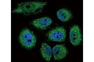 Immunofluorescence (IF) image for anti-Drosha, Ribonuclease Type III (DROSHA) (AA 124-151) antibody (ABIN3028624)