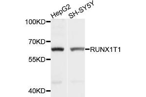 Western blot analysis of extracts of HepG2 and SH-SY5Y cells, using RUNX1T1 antibody.