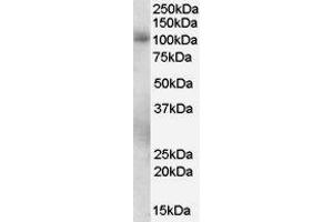 ABIN2564436 staining (0. (PDE5A antibody  (C-Term))