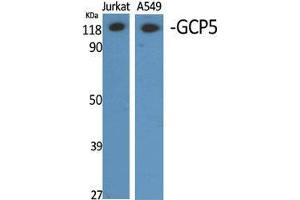 Western Blot (WB) analysis of different cells using GCP5 Polyclonal Antibody. (TUBGCP5 antibody  (Internal Region))