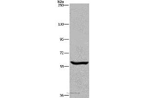 Western blot analysis of Raji cell, using MAGEL2 Polyclonal Antibody at dilution of 1:250