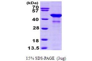 SDS-PAGE (SDS) image for Glutamate-Ammonia Ligase (GLUL) (AA 1-373) protein (His tag) (ABIN667147) (GLUL Protein (AA 1-373) (His tag))