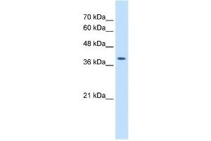 STRAP antibody used at 2. (STRAP antibody  (C-Term))