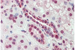 Anti-SLC44A2 antibody  ABIN960812 IHC staining of human kidney. (SLC44A2 antibody  (Internal Region))