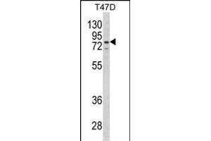 LTA4H antibody  (AA 163-191)