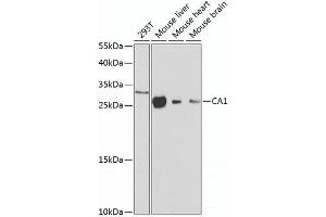 Western blot analysis of extracts of various cell lines using CA1 Polyclonal Antibody at dilution of 1:1000. (CA1 antibody)