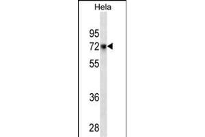 CD55 Antibody (ABIN1539953 and ABIN2843875) western blot analysis in Hela cell line lysates (35 μg/lane). (CD55 antibody  (AA 51-79))