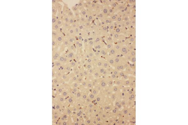 CD68 antibody  (Middle Region)