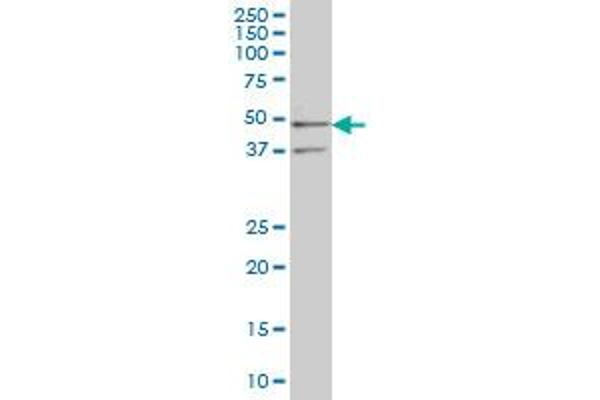 SEPHS2 antibody  (AA 61-150)