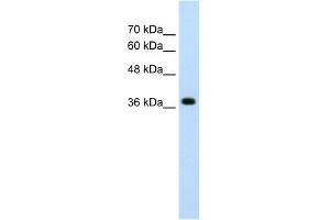 WB Suggested Anti-LONRF1 Antibody Titration:  2. (LONRF1 antibody  (N-Term))